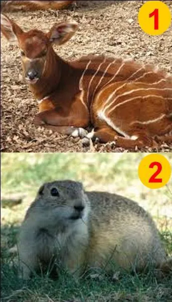 Si je vous dis "Le bongo". Quel numéro allez-vous choisir ?