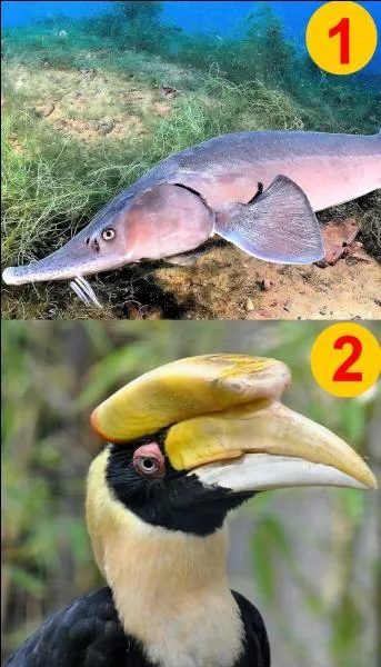 Si je vous dis "Le calao". Quel numéro allez-vous choisir ?