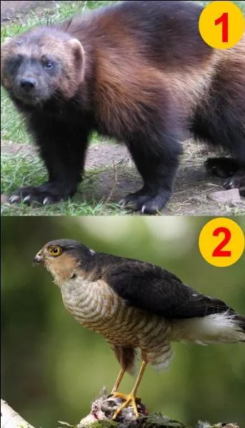 Si je vous dis "Le carcajou". Quel numéro allez-vous choisir ?