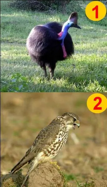 Si je vous dis "Le casoar". Quel numéro allez-vous choisir ?