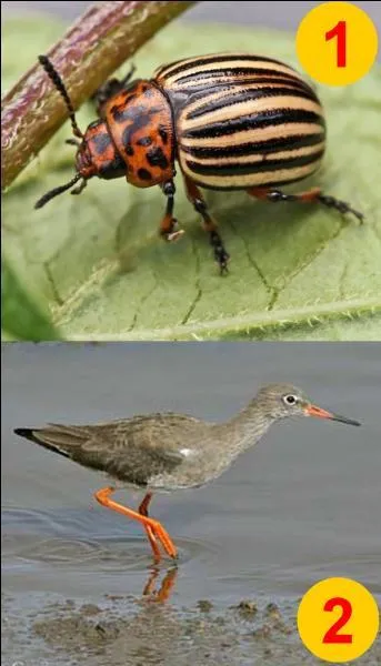 Si je vous dis "Le Chevalier gambette". Quel numéro allez-vous choisir ?