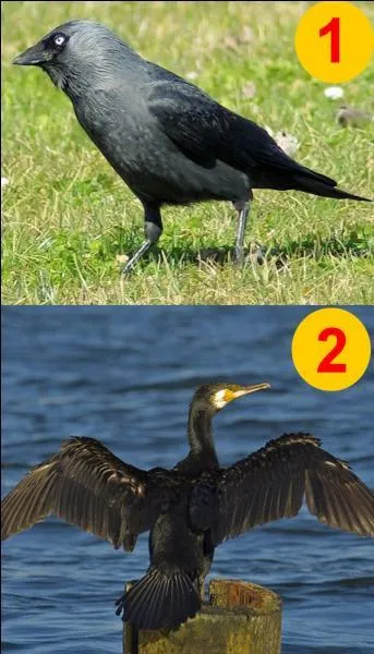 Si je vous dis "Le choucas des tours". Quel numéro allez-vous choisir ?