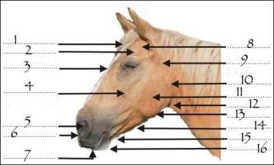 Quelle est la partie numéro 3 de la tête du cheval ?