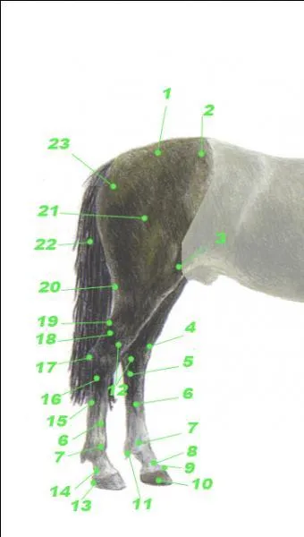 Quelle est la partie numéro 16 des membres postérieurs ?