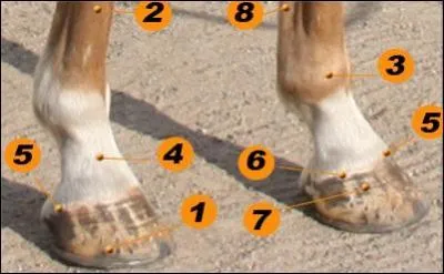 Quelle est la partie numéro 5 du pied ?