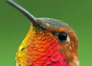 Quiz Le colibri roux