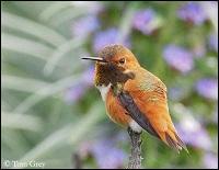 Combien mesure le colibri roux ?