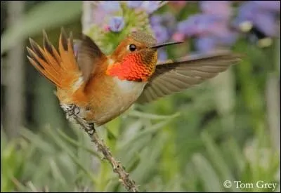 Que mange le colibri roux ?