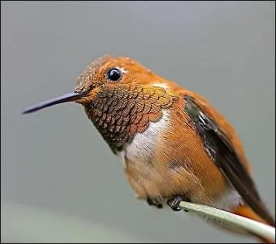 Combien pèse-t- il ?