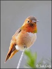 Comment est sa langue ?