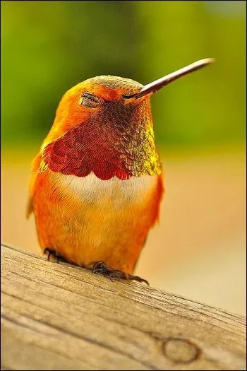 Que fait ce colibri roux ?