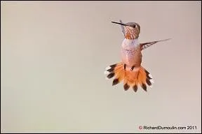 Il prend des bains de :