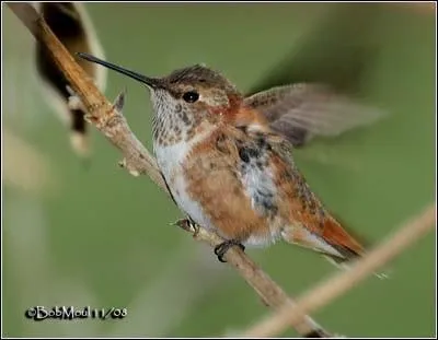 Combien peut-il effectuer de battements ailes ?