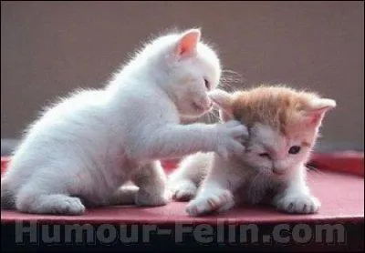 Coiffure sans bords, de forme ronde :