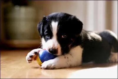 Habitant de la capitale du Japon :