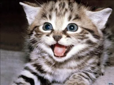 Caprice, engouement :