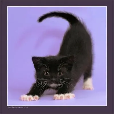 Familièrement au Québec, têtu, obstiné. Familièrement en Suisse romande, imbécile !