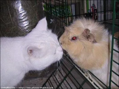 Vin liquoreux, jaune doré, produit en Hongrie :