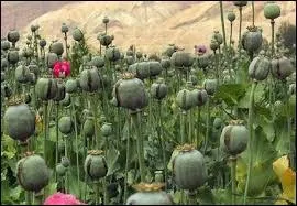 Depuis les années 1920, la région nommée "le Triangle d'or", est connue pour être l'une des zones principales de production d'opium dans le monde. Où est-elle située ?
