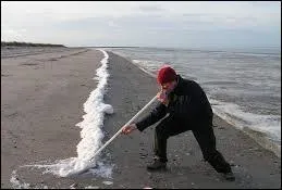 De quelle plante extrait-on les molécules permettant l'élaboration de la cocaïne ?