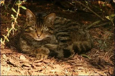 C'est un chat ______