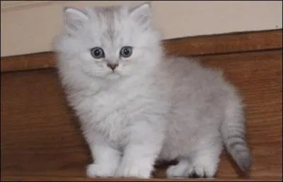 C'est un chat ______