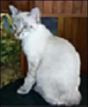 C'est un chat ______