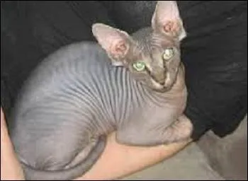 C'est un chat ______