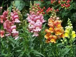 Quel autre nom donne-t-on au muflier ?