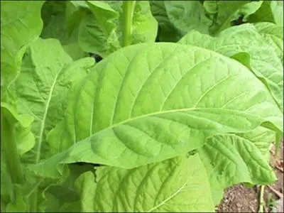 Quelle est la principale production de Cuba ?