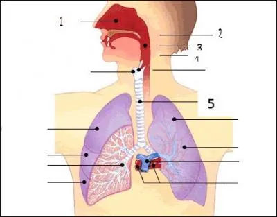 Que représente le numéro 3 ?