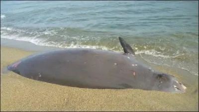 Quel animal marin échoué peut-on éventrer au sud-est de la carte avec une grenade ?