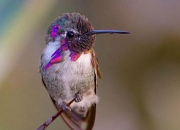 Quiz Le colibri de Costa