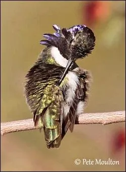 De quelle couleur est le mâle ?