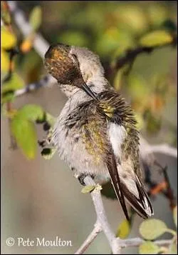 De quelle couleur est la femelle ?