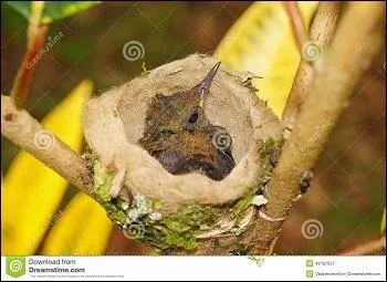 Quel est l'oiseau qui construit le plus beau nid ?