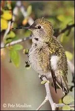 Combien mesure le colibri de Costa ?