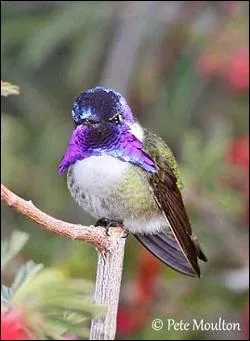 A quoi ressemble son bec ?