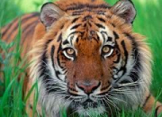 Quiz Le tigre de Sumatra