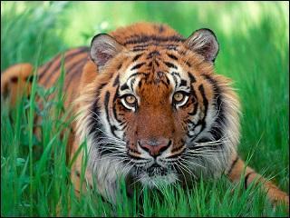 Quel est le nom scientifique du tigre de Sumatra ?