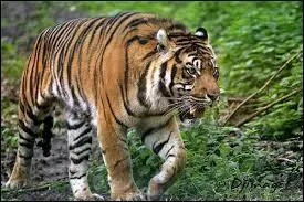 Quelle est la taille de sa queue ?