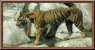 Il court à ____km/h.