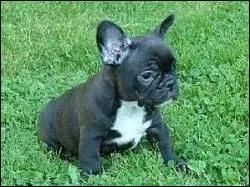 Que signifie "brachy" dans l'adjectif brachycéphale ?