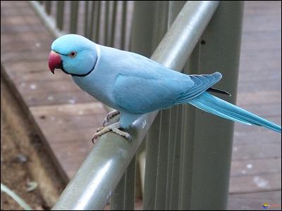 Quelle est la longévité de la perruche à collier bleu turquoise ?