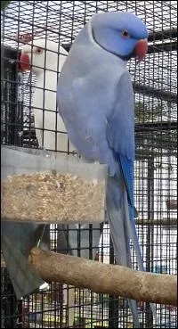 Combien mesure-t-elle ?