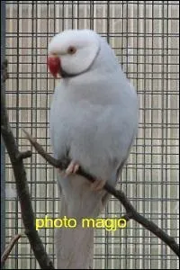 Quelle est la couleur de son bec ?