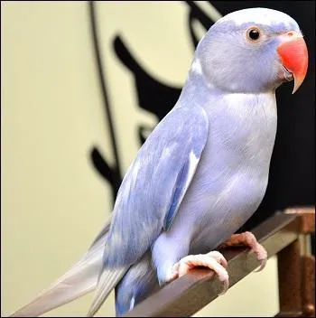 Est-ce une perruche à collier bleu ?