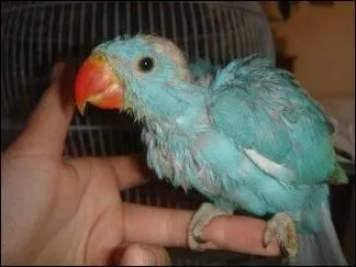 Vole-t-elle rapidement ?