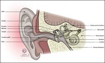 Quel est le plus petit os de l'oreille interne ?