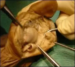 Quel nom donne-t-on aux petits os courts et soumis à des stress considérables ?